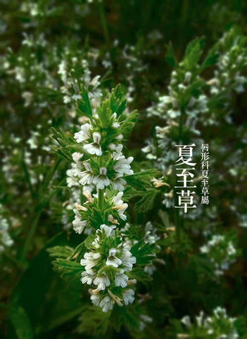 春天开的有哪些花 春天都会开什么花