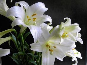 晒百合花写心情的句子 百合花发朋友圈配语