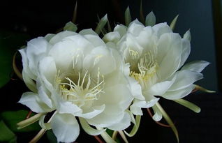 昙花开放发朋友圈 适合昙花开花发圈文字