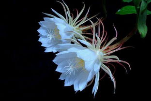 昙花的寓意和象征风水 昙花 佛教寓意