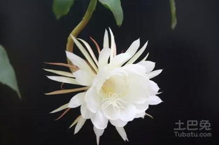 昙花喜阴还是喜欢阳光 它是喜阴还是喜阳