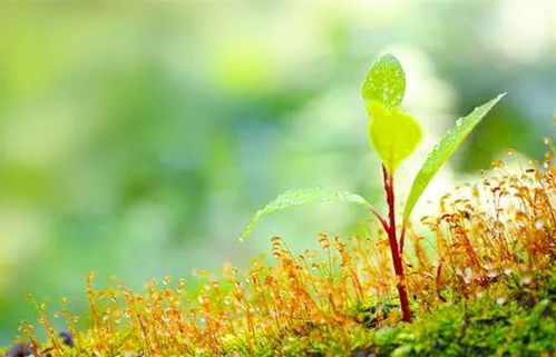 春天的事物有哪些 象征春天的东西