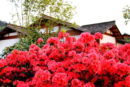 映山红一年开几次花 为什么说映山红不吉利