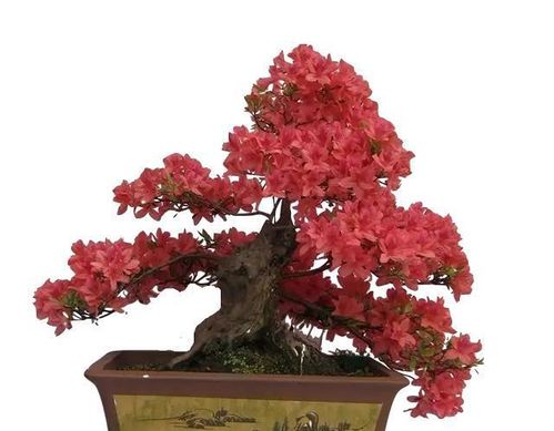 映山红移栽最佳时间 八月份种映山红桩能活吗