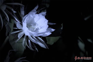 昙花一现寓意着什么征兆 昙花表达了什么感情
