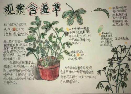 暑假适合小学生观察的植物 适合孩子写观察日记的植物