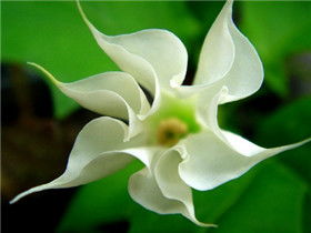 曼陀罗花泡水让女人喝有什么作用 曼陀罗果子泡酒能治类风湿