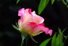 最优秀的红色月季 大花浓香红色月季十大品种