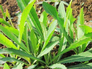 曲麻菜哪些人不能吃 曲麻菜的副作用