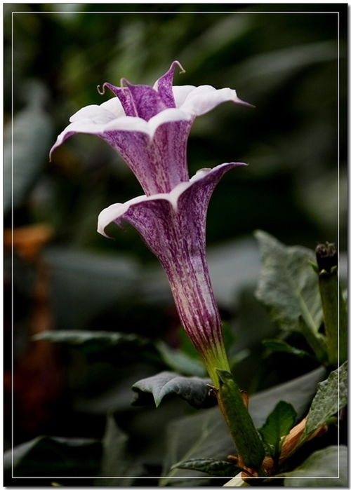 曼陀罗花对女性的作用 曼陀罗花自制麻醉药