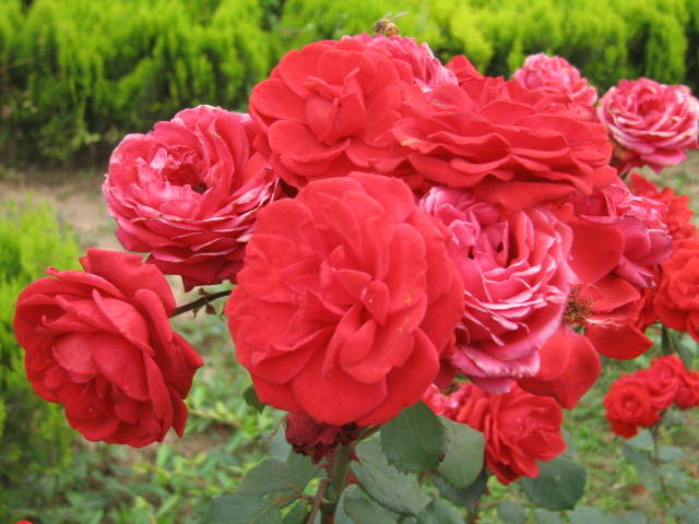 最稀有的月季花品种 世界排名第一月季花