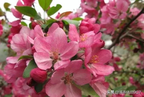 最漂亮的海棠品种 海棠三个必入品种