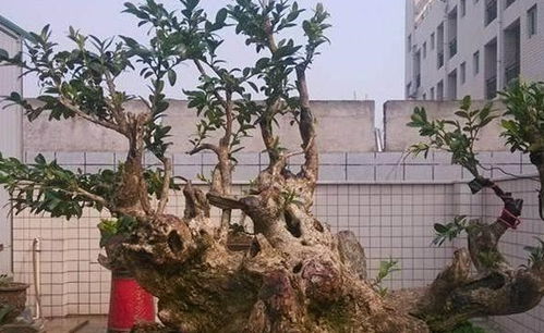 最旺财又镇宅的树 排名第一最好的镇宅树