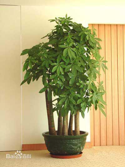 最常见的木本植物 10个常见的木本植物