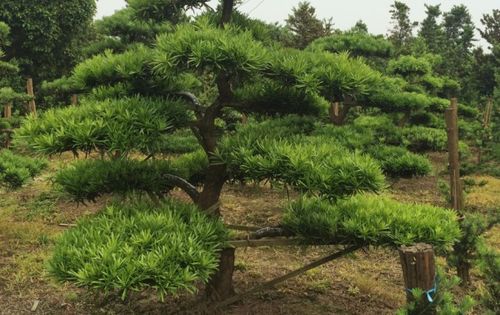 最珍贵稀少的松树品种 5种最珍贵的柏树是啥品种