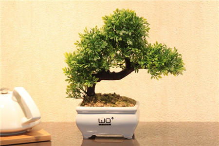 最好的盆景树是哪种树 排名第一最好的盆景树