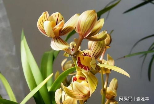 最勤花的建兰品种排行榜 建兰五个必养品种