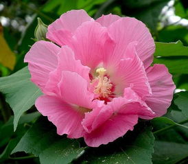 最全花语大全 各种花语及寓意大全