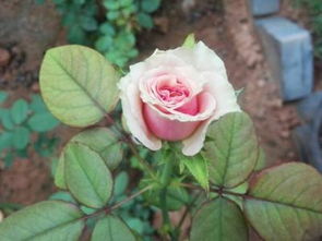 最后悔入手的十大月季 永不淘汰的月季品种