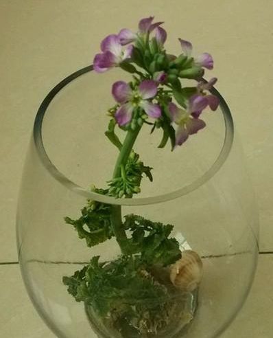 最简单的水培蔬菜方法 最好养的10种水培菜