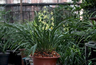 最好养的兰花排行 最皮实又香的四季兰花