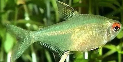 最好养的灯鱼排名 新手适合养的灯鱼