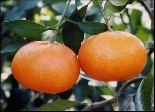 最有潜力的柑橘新品种 排名第一的柑橘新品种