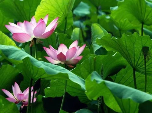 最好看的荷花 十大最美荷花照片