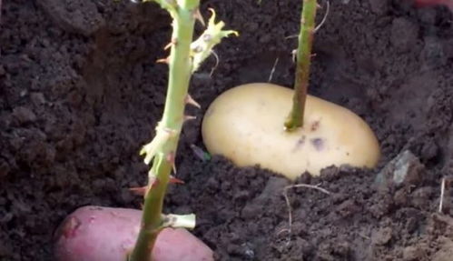 月季花扦插方法和时间 8月份扦插月季几天发芽