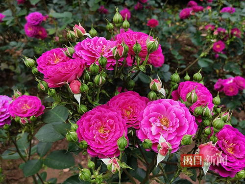 月季的种类有哪些 月季七大种类