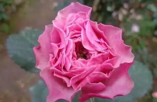 月季花判断死亡了 彻底死了月季花图片