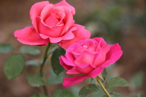月季花代表哪一类人 月季花品质像什么人
