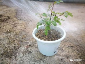 月季水黄和旱黄区别 月季水浇多了的症状图片