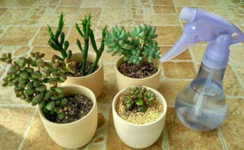 最能耐阴耐旱的十大植物 一年不浇水不死的植物