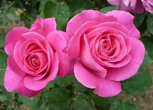 月季的样子 颜色 气味 形状 月季的特点气味是什么