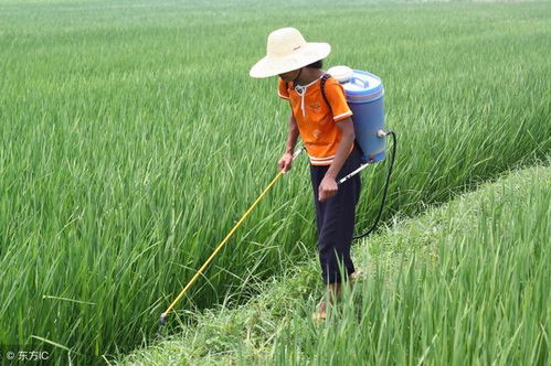 最耐阴的十大农作物 不怕树荫的农作物