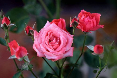 月季突然长出一根大枝 月季长出一根又粗又大的枝干