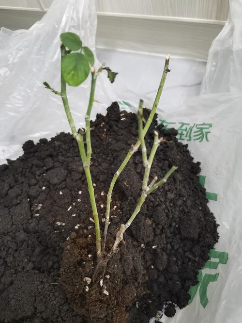 月季烂根黑杆怎么补救 月季闷根黑杆了还能补救嘛