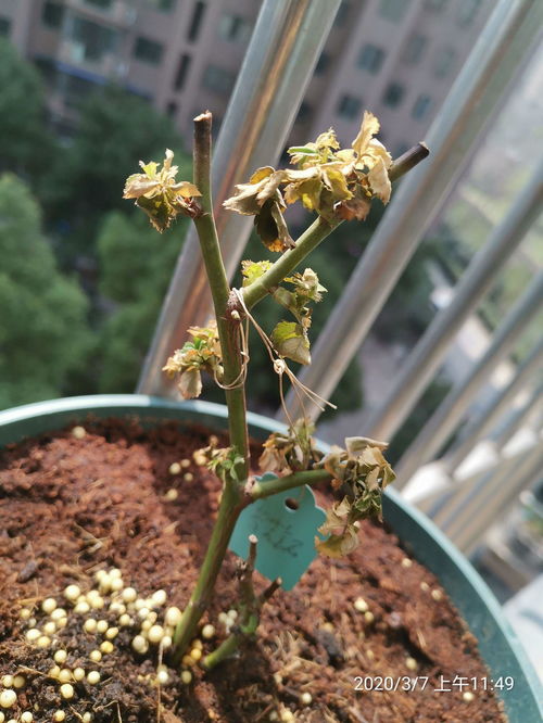 月季发的新芽尖焦干了 月季小芽才长出来又枯萎