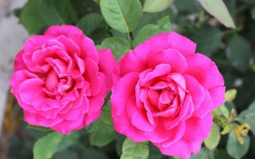 月季多久开一次花 月季花为什么不能进家