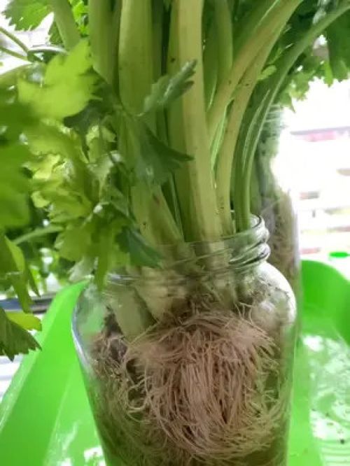 最适合水培的蔬菜 最好养的10种水培菜