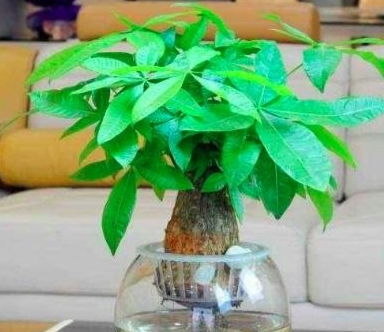 最适合水培的植物 最好养的10种水培植物