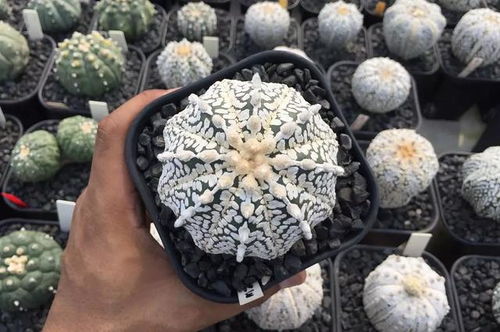 最贵星兜仙人球 十大稀有仙人球品种