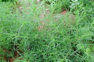 最耐盐碱的农作物 5种耐盐碱的植物