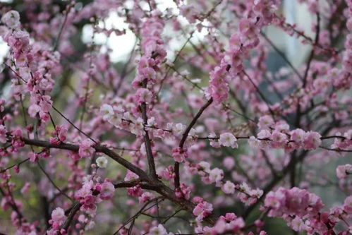 最美人间七月天诗句 形容七月美好的诗句