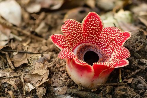 最臭的花排名第一名 中国最臭的花