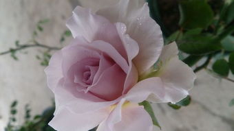 月季短句唯美句子 月季花最经典的诗句