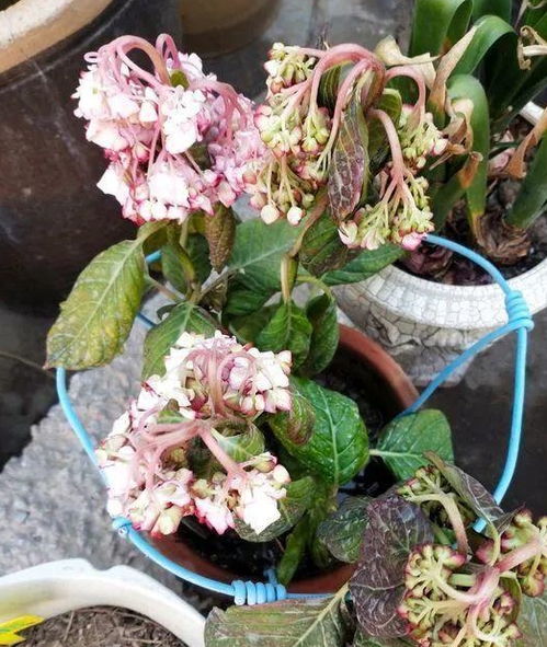 最耐阴的十大开花植物 最耐阴的草种