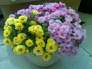 月见草一年开几次花 月见草第二年能自生吗