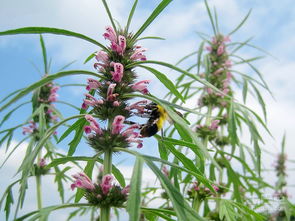 月经不走喝益母草好了 月经一直不干净的危害